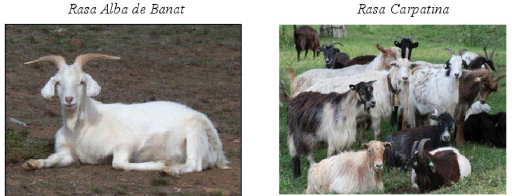 Vaca baltata si albina carpatina, exemplare extraordinare pe care Romania le pierde din nepasare - Imaginea 5