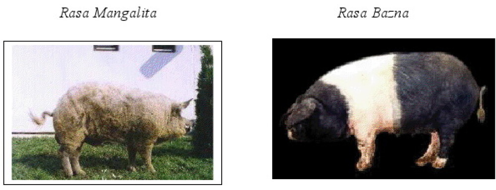 Vaca baltata si albina carpatina, exemplare extraordinare pe care Romania le pierde din nepasare - Imaginea 6
