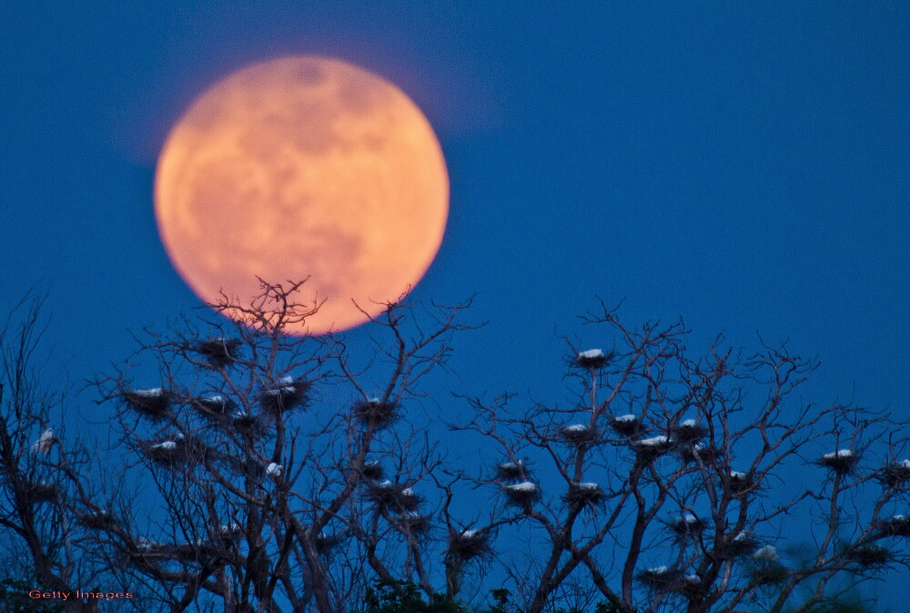 Super-luna in imagini. Cele mai spectaculoase fotografii realizate in momentul de apropiere maxima - Imaginea 7