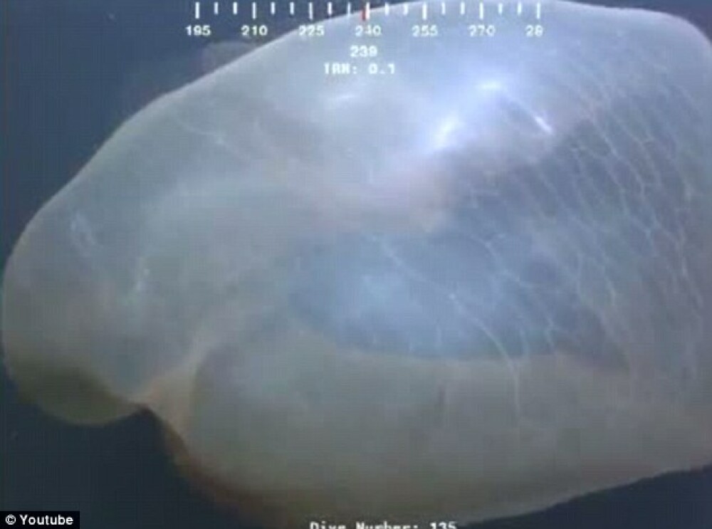Descoperire la 5200 de metri adancime. O camera a unui submarin a surprins un monstru marin. VIDEO - Imaginea 1