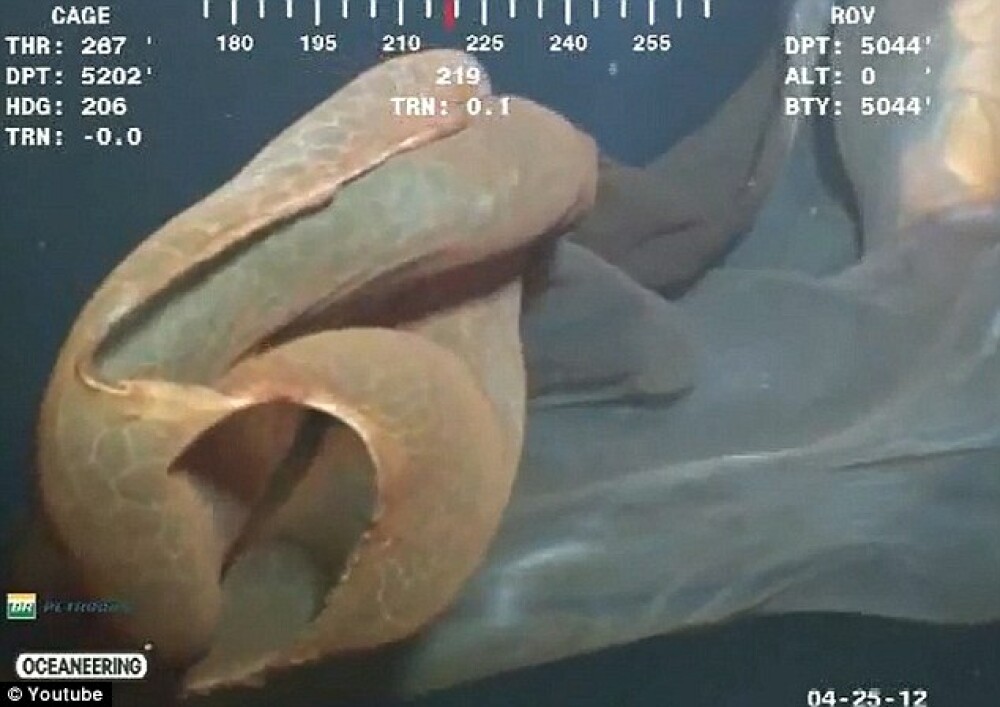 Descoperire la 5200 de metri adancime. O camera a unui submarin a surprins un monstru marin. VIDEO - Imaginea 3