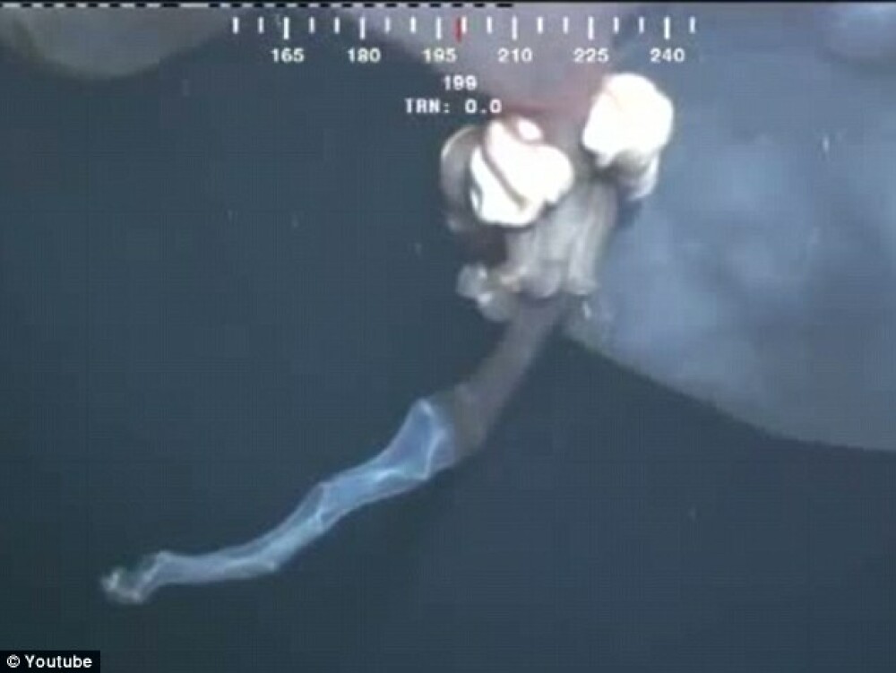 Descoperire la 5200 de metri adancime. O camera a unui submarin a surprins un monstru marin. VIDEO - Imaginea 4