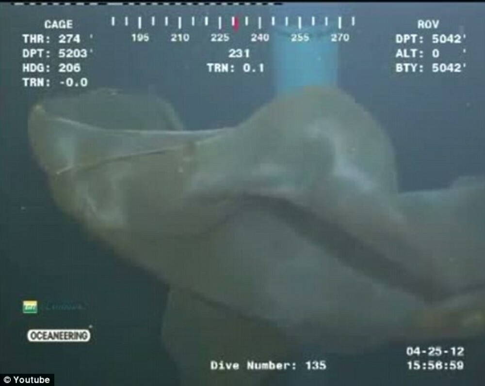 Descoperire la 5200 de metri adancime. O camera a unui submarin a surprins un monstru marin. VIDEO - Imaginea 5