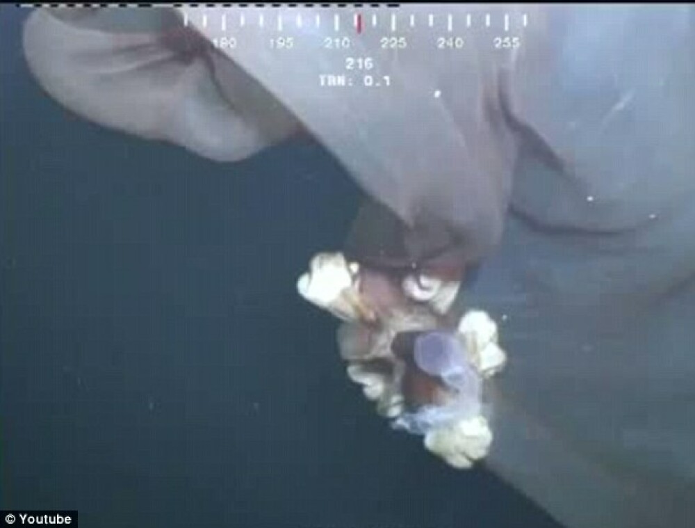 Descoperire la 5200 de metri adancime. O camera a unui submarin a surprins un monstru marin. VIDEO - Imaginea 6