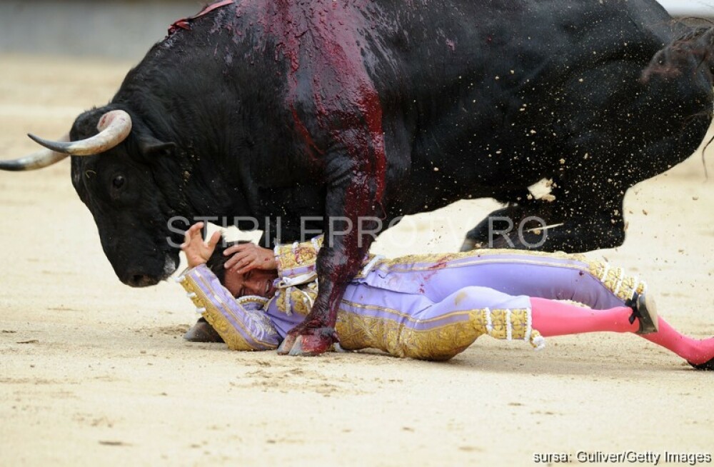 Imagini dramatice la o corida din Madrid. Un matador a scapat ca prin minune din coarnele taurului - Imaginea 3