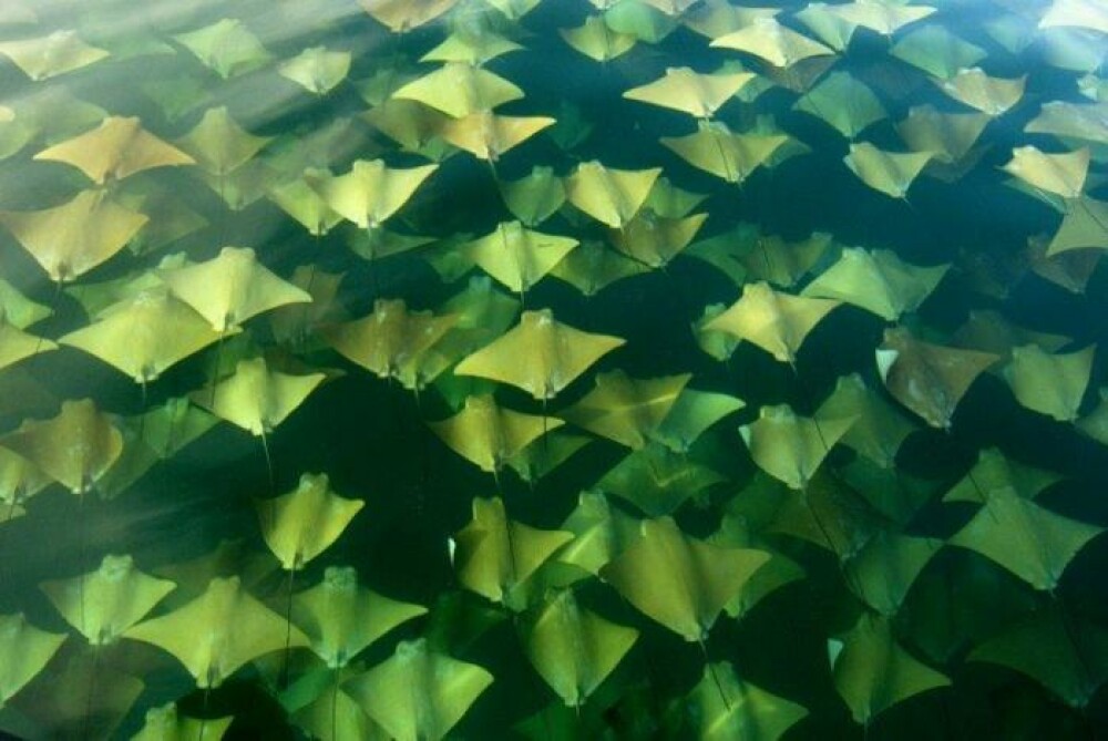 Imagini fantastice cu migratia a mii de pisici de mare. Un singur om a prins fenomenul asa pe camera - Imaginea 7