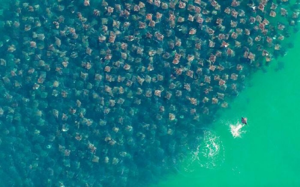 Imagini fantastice cu migratia a mii de pisici de mare. Un singur om a prins fenomenul asa pe camera - Imaginea 5