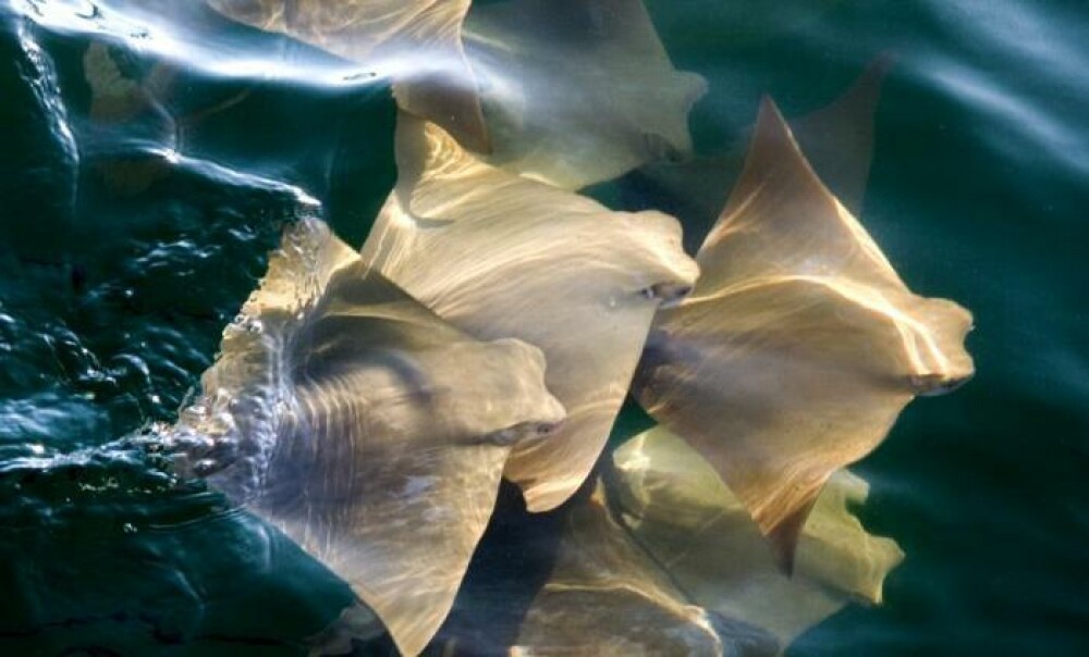 Imagini fantastice cu migratia a mii de pisici de mare. Un singur om a prins fenomenul asa pe camera - Imaginea 4