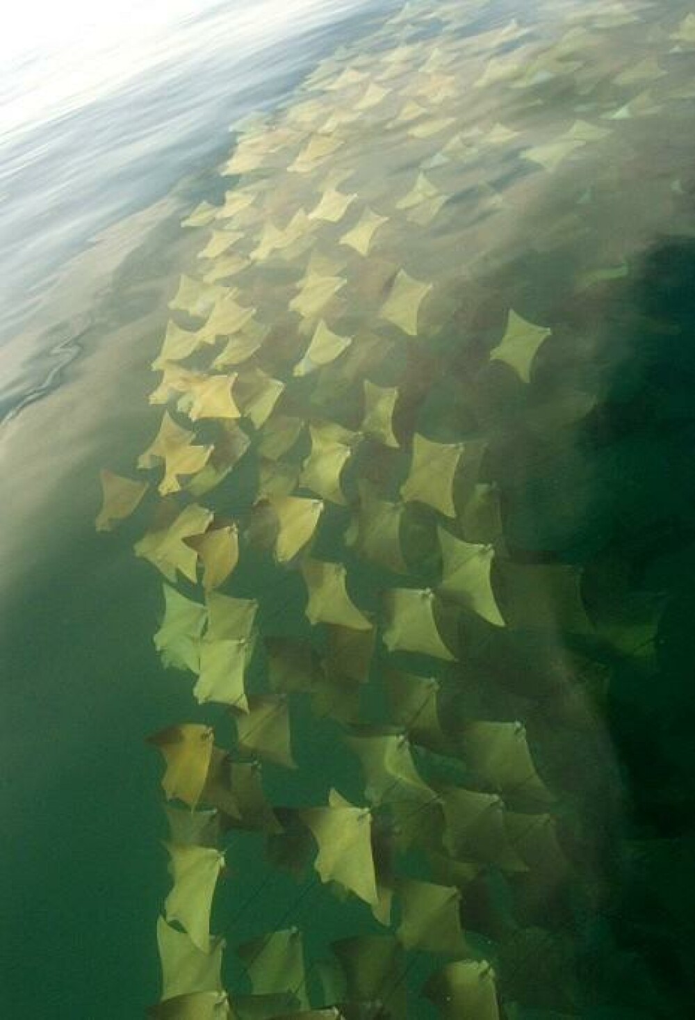 Imagini fantastice cu migratia a mii de pisici de mare. Un singur om a prins fenomenul asa pe camera - Imaginea 3