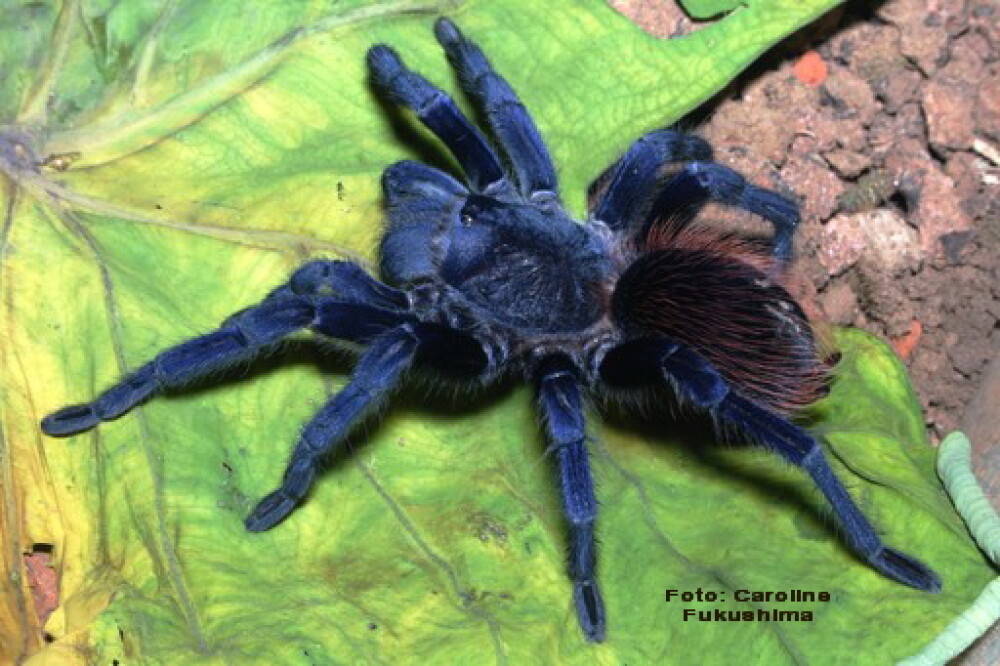 Viespea parazit, maimuta care stranuta, tarantula albastra - TOP 10 specii noi, descoperite pe Terra - Imaginea 4