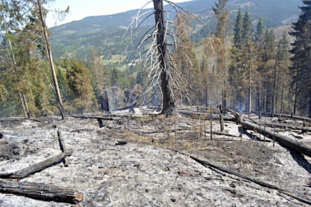 Incendiul de padure din Dornisoara, care a izbucnit vineri, a fost localizat - Imaginea 2