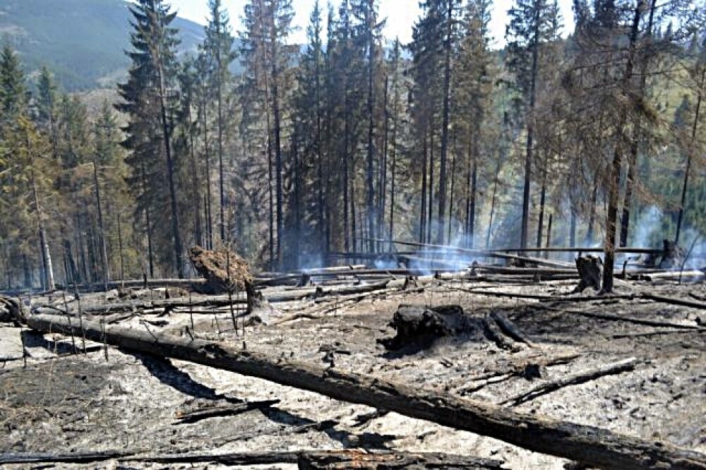 Incendiul de padure din Dornisoara, care a izbucnit vineri, a fost localizat - Imaginea 3