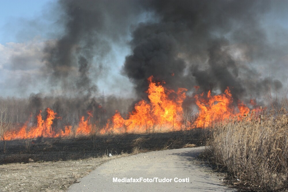 Incendiul de padure din Dornisoara, care a izbucnit vineri, a fost localizat - Imaginea 5