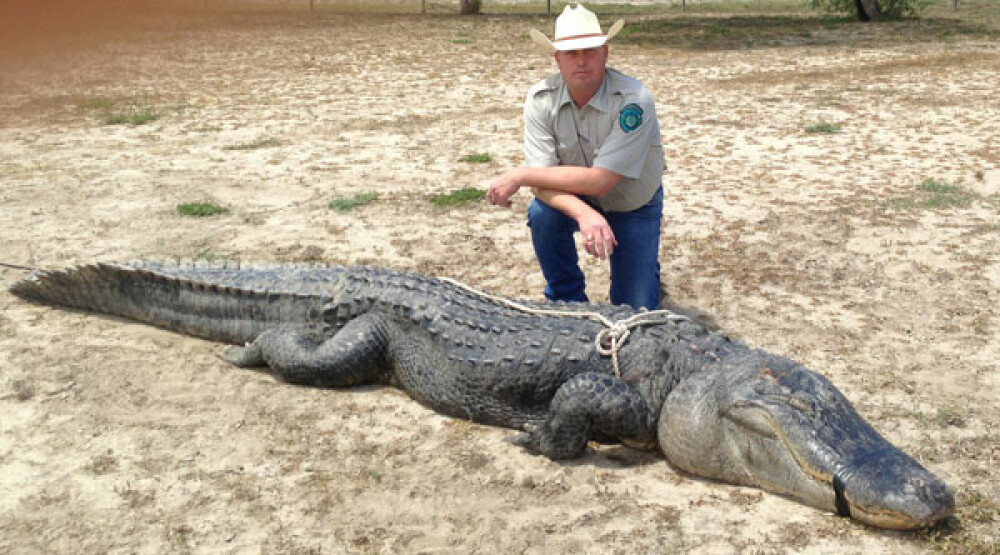 Aligator urias capturat de un tanar de 18 ani din SUA. A stabilit un nou record in Texas. FOTO - Imaginea 1