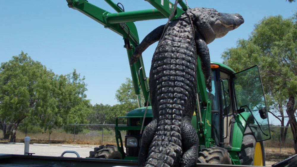 Aligator urias capturat de un tanar de 18 ani din SUA. A stabilit un nou record in Texas. FOTO - Imaginea 2