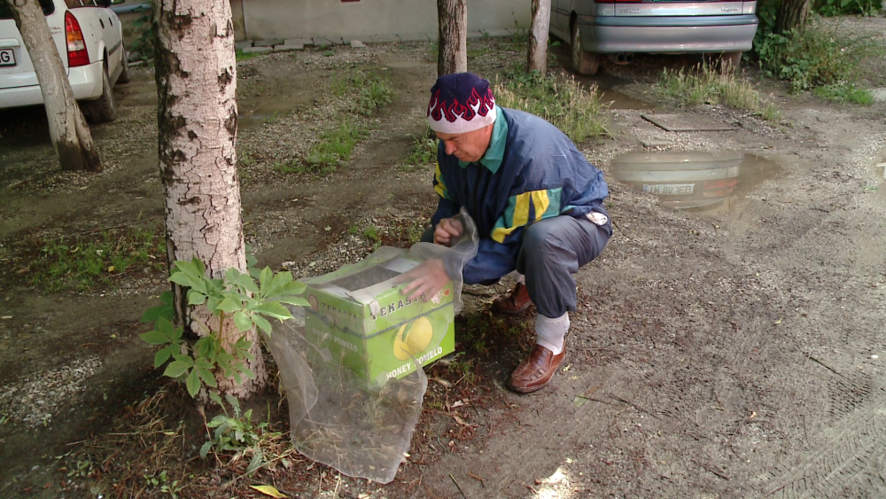Vecinele cu ac, nedorite. Un roi de albine a creat panica printre locatarii unui bloc din Timisoara - Imaginea 4