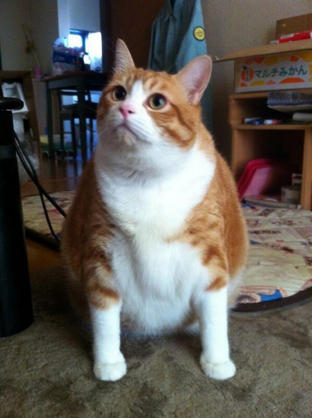 Motanul pe care il iubeste internetul, desi este supraponderal. Cum arata Kintoki la 15 kilograme - Imaginea 6