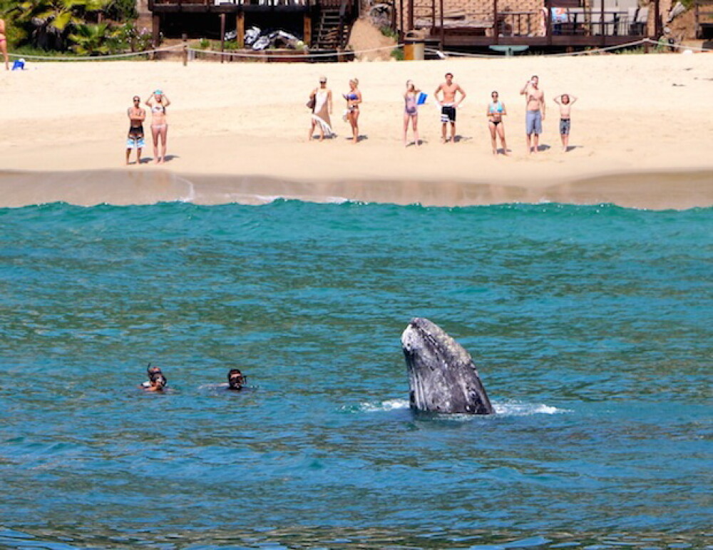 Imagini unice surprinse pe o plaja din California. Balenele si puii lor se apropie la cativa metri de de tarm. FOTO - Imaginea 1