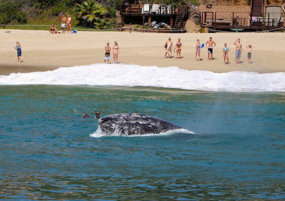 Imagini unice surprinse pe o plaja din California. Balenele si puii lor se apropie la cativa metri de de tarm. FOTO - Imaginea 2