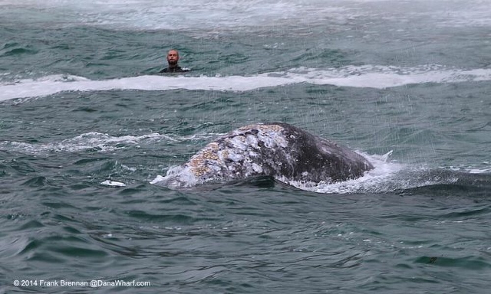 Imagini unice surprinse pe o plaja din California. Balenele si puii lor se apropie la cativa metri de de tarm. FOTO - Imaginea 3