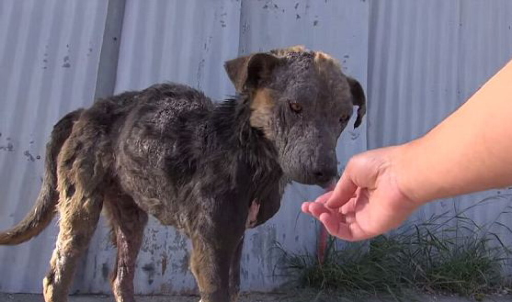 Transformarea uluitoare a unui caine abandonat pe strada. Cum arata la 5 saptamani dupa ce a fost salvat. VIDEO - Imaginea 1