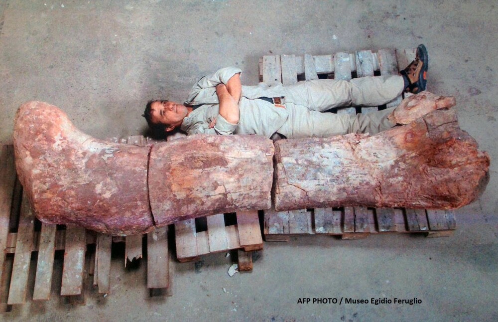 Galerie foto.Cel mai mare dinozaur descoperit vreodata are 40 de metri lungime.Scheletul sau a fost gasit recent in Argentina - Imaginea 1