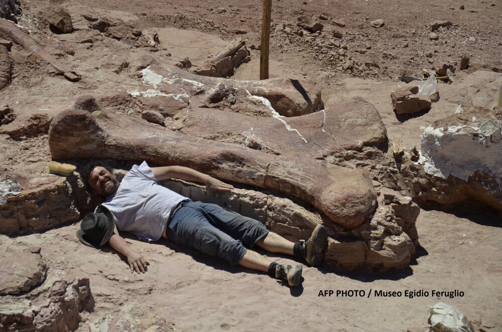Galerie foto.Cel mai mare dinozaur descoperit vreodata are 40 de metri lungime.Scheletul sau a fost gasit recent in Argentina - Imaginea 2