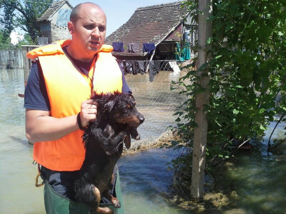 Pompierii timiseni au salvat mii de animale din gospodariile afectate de inundatii, in Serbia - Imaginea 1