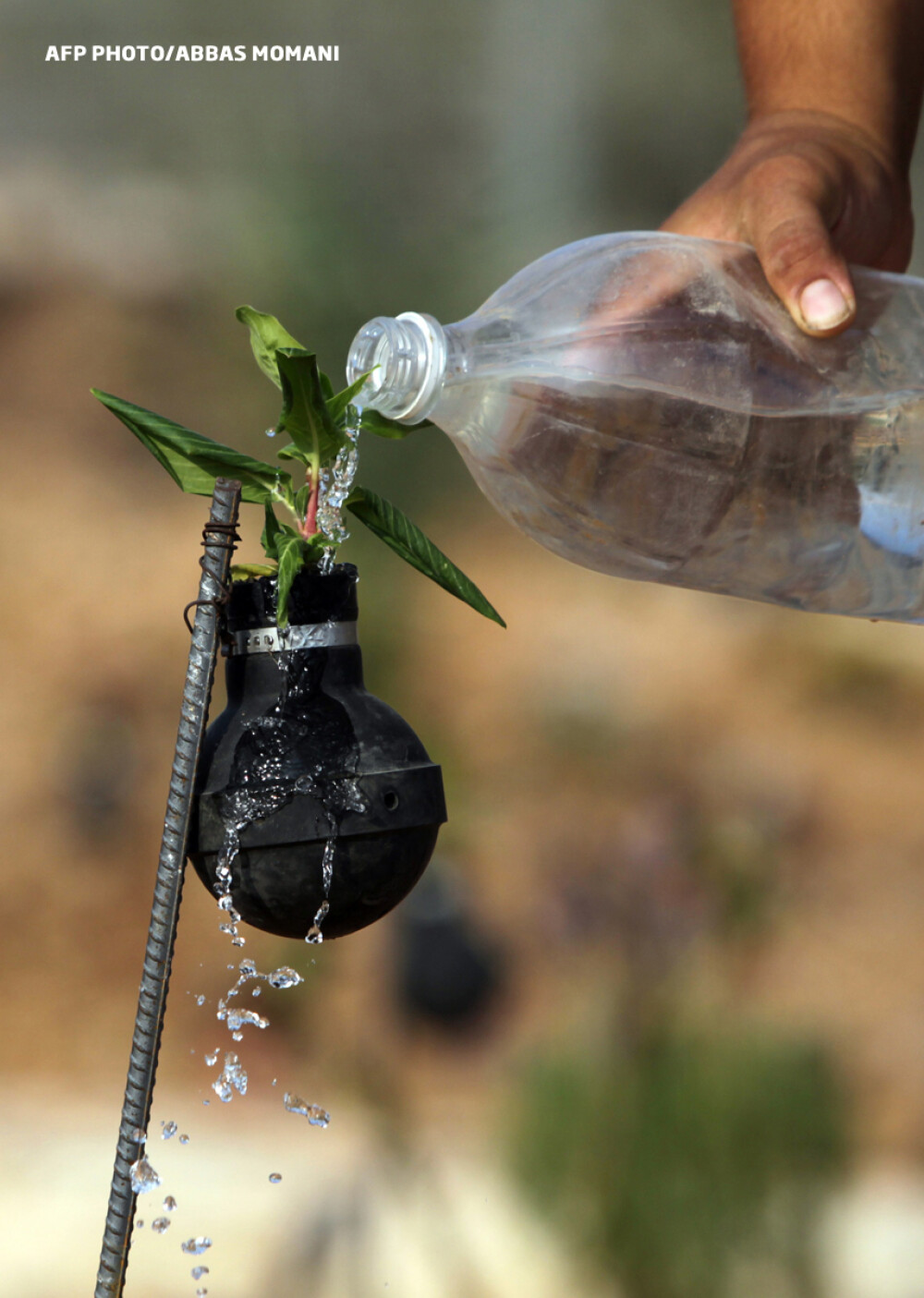 Satul unde oamenii planteaza flori in grenade. In Palestina, viata se naste din proiectile ucigase - Imaginea 4