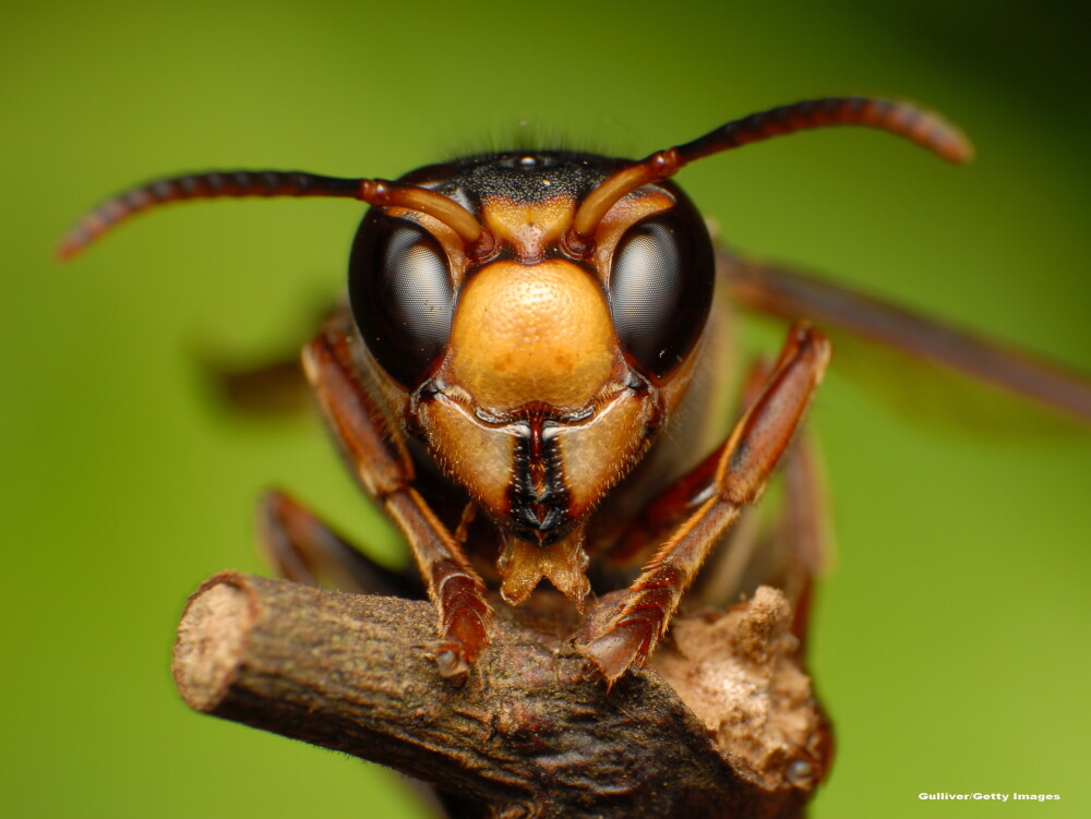 Razboiul speciilor. Australia aduce o micro-viespe din Malaysia ca sa distruga super-coloniile furnicilor nebune - Imaginea 1