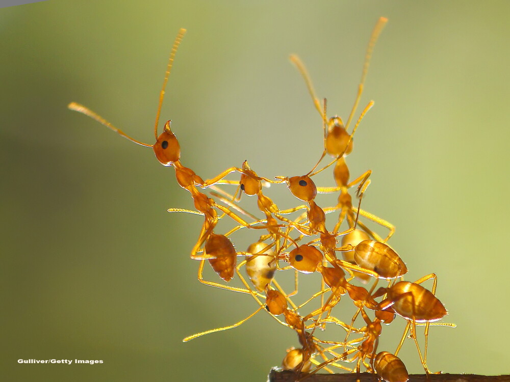 Razboiul speciilor. Australia aduce o micro-viespe din Malaysia ca sa distruga super-coloniile furnicilor nebune - Imaginea 2