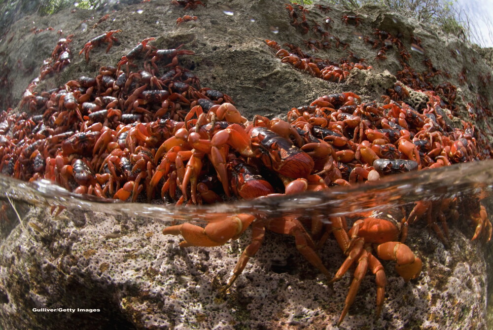 Razboiul speciilor. Australia aduce o micro-viespe din Malaysia ca sa distruga super-coloniile furnicilor nebune - Imaginea 4