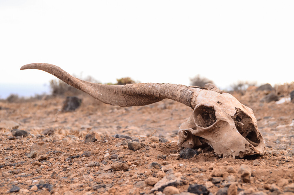 Raport șocant al ONU: Omenirea, pe cale de a provoca cea de-a șasea extincție în masă - Imaginea 1