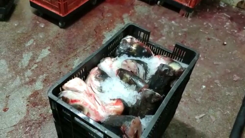 30 de tone de peşte confiscat după sute de percheziții în România și Europa. Ce s-a descoperit - Imaginea 4