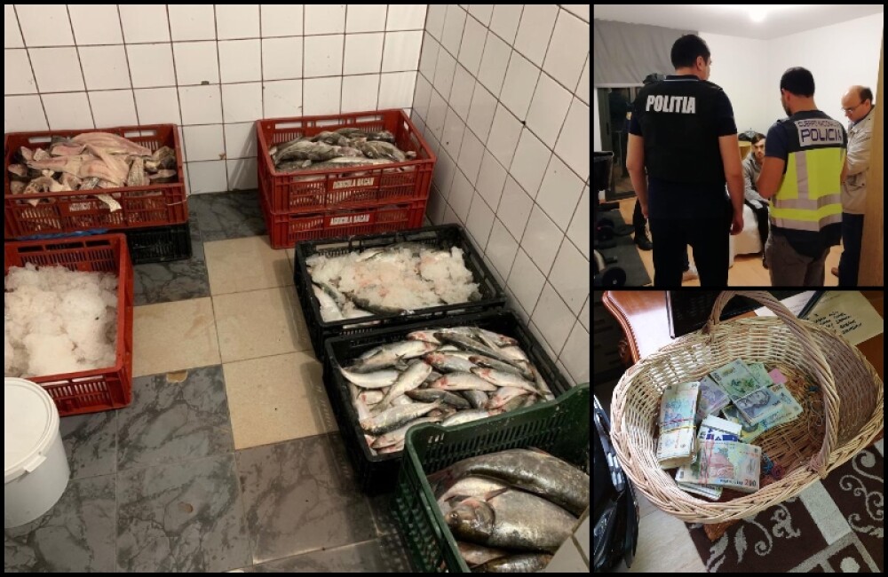 30 de tone de peşte confiscat după sute de percheziții în România și Europa. Ce s-a descoperit - Imaginea 1