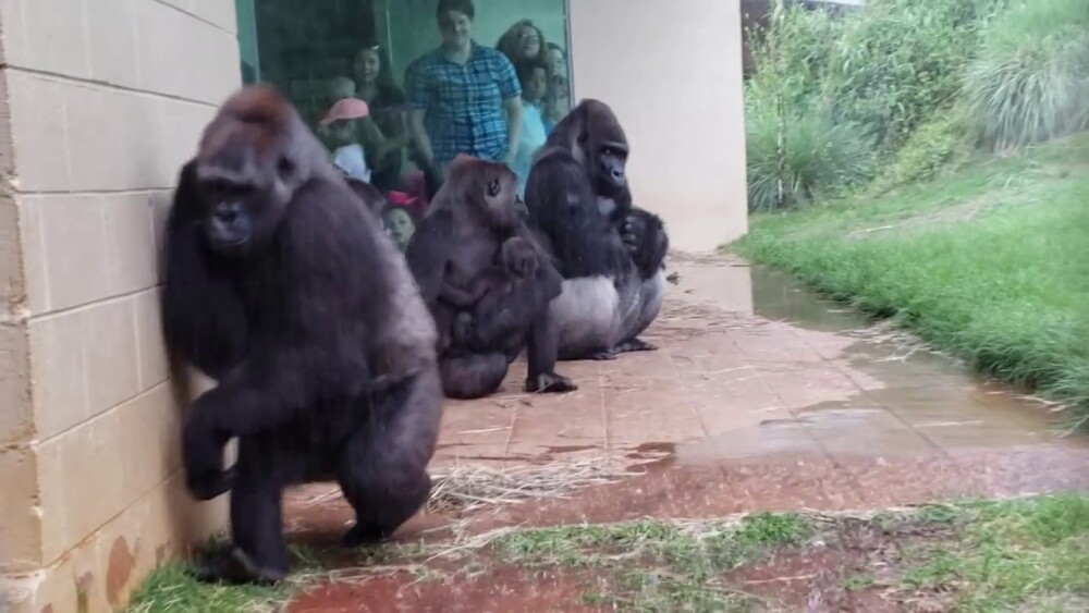 Reacția unor gorile pe timp de ploaie. Imaginile urmărite de milioane de oameni - Imaginea 1
