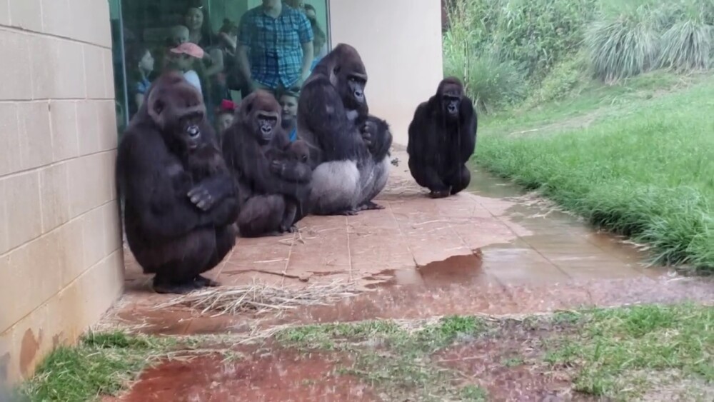Reacția unor gorile pe timp de ploaie. Imaginile urmărite de milioane de oameni - Imaginea 2