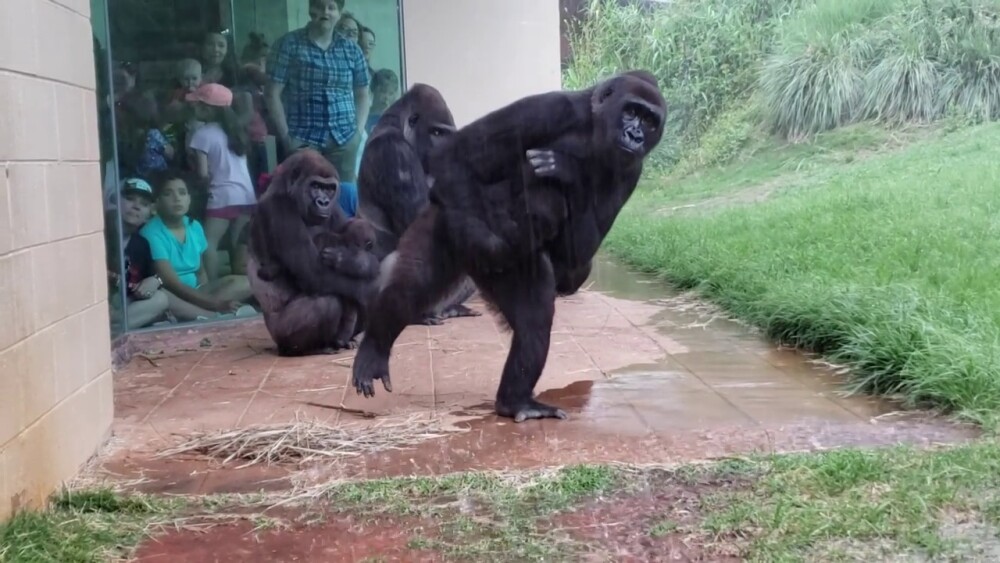 Reacția unor gorile pe timp de ploaie. Imaginile urmărite de milioane de oameni - Imaginea 4