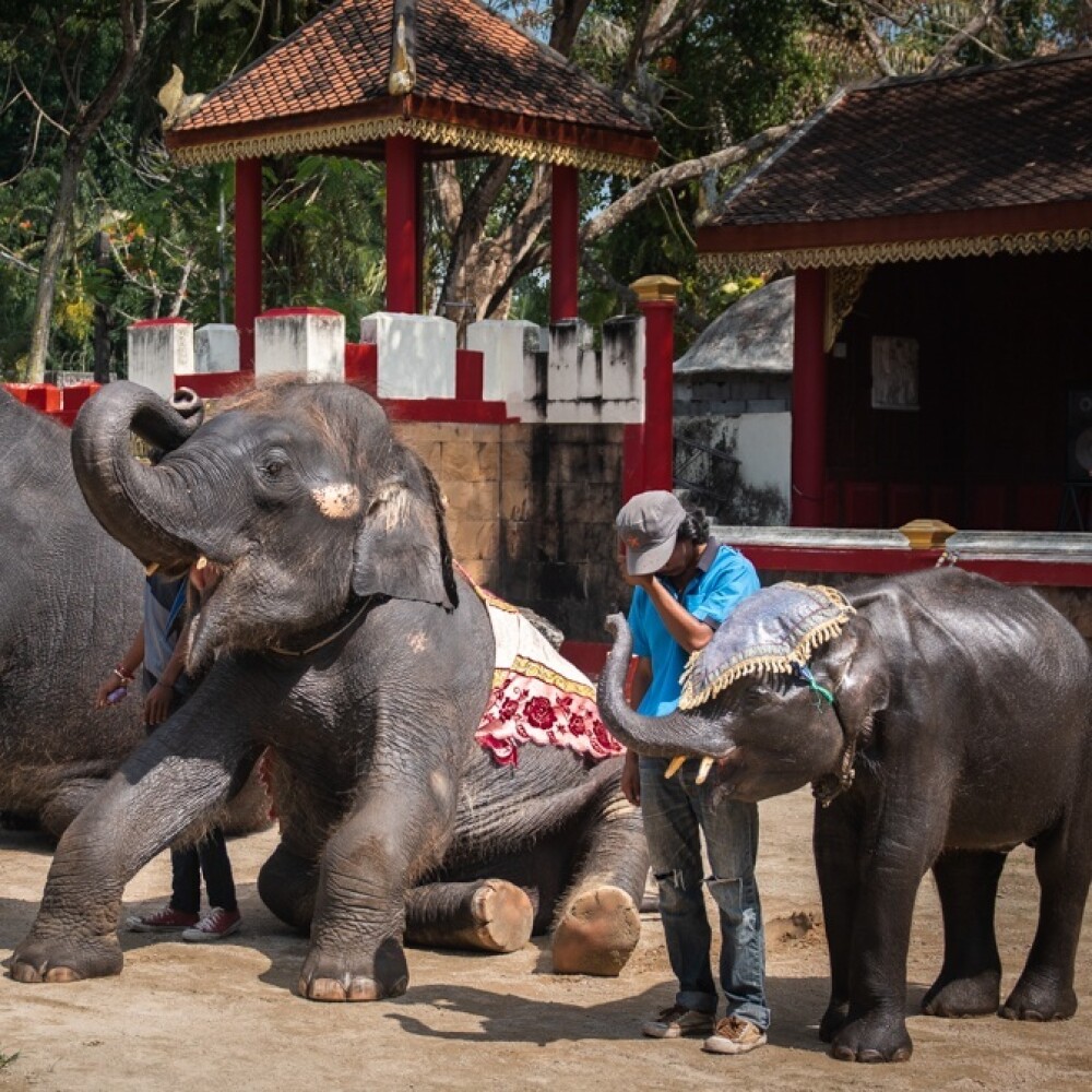 Ce a pățit un elefant forțat să danseze pentru amuzamentul turiștilor. GALERIE FOTO - Imaginea 4