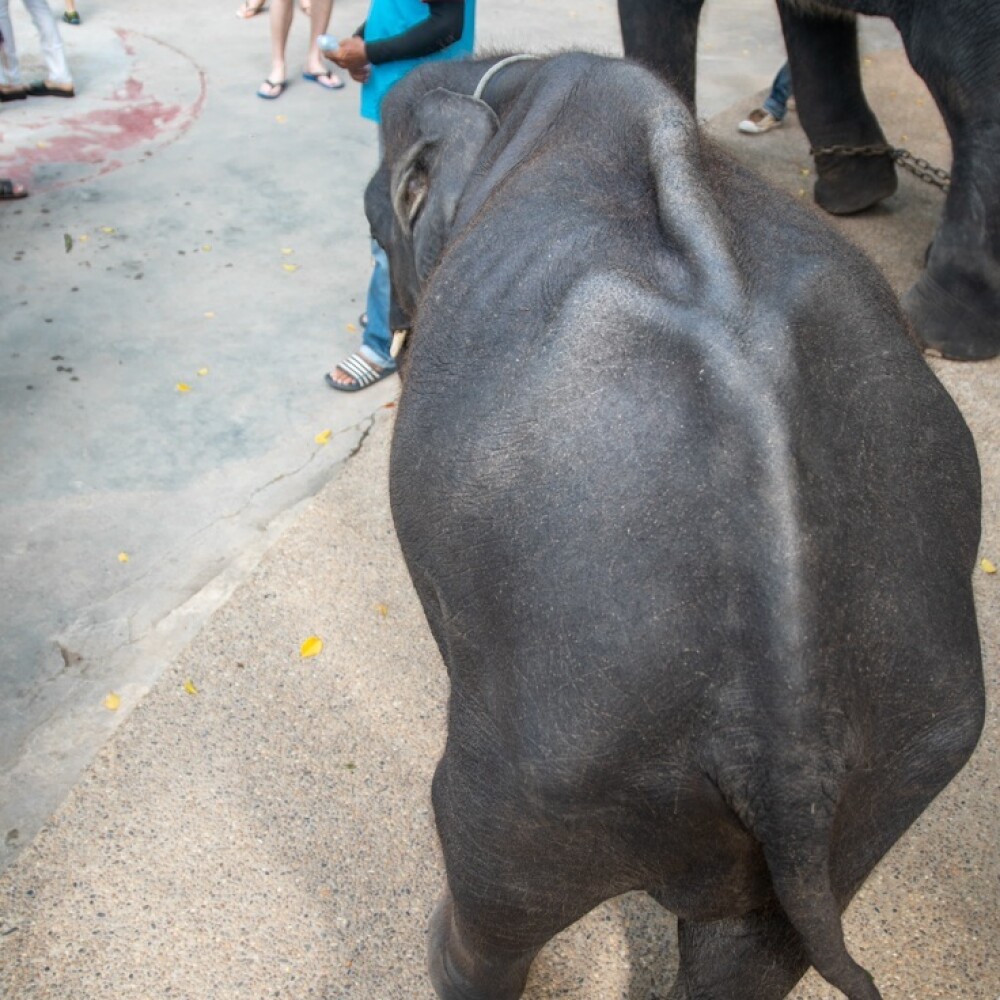 Ce a pățit un elefant forțat să danseze pentru amuzamentul turiștilor. GALERIE FOTO - Imaginea 3