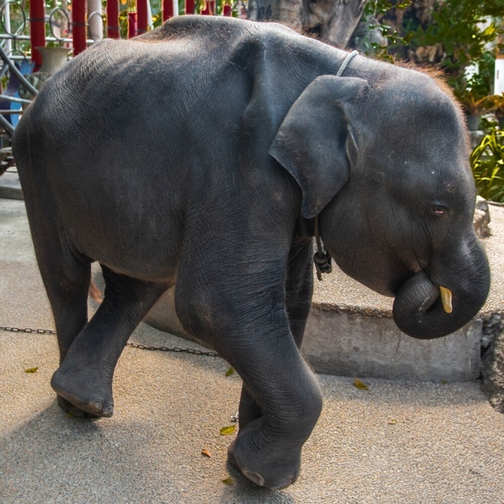 Ce a pățit un elefant forțat să danseze pentru amuzamentul turiștilor. GALERIE FOTO - Imaginea 2