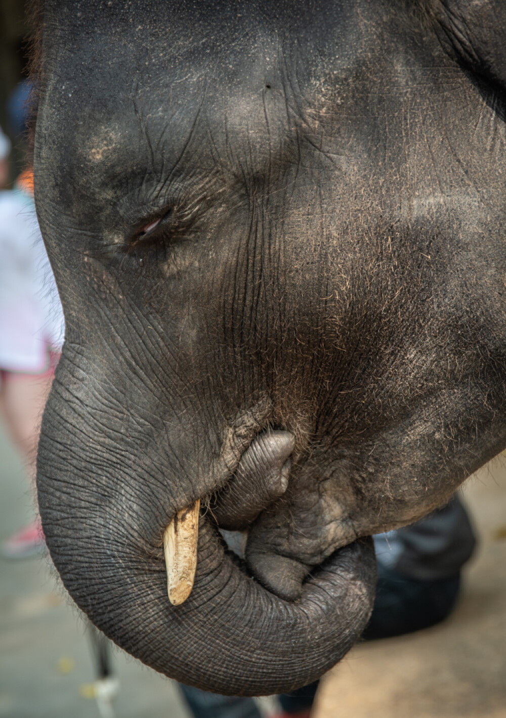 Ce a pățit un elefant forțat să danseze pentru amuzamentul turiștilor. GALERIE FOTO - Imaginea 1