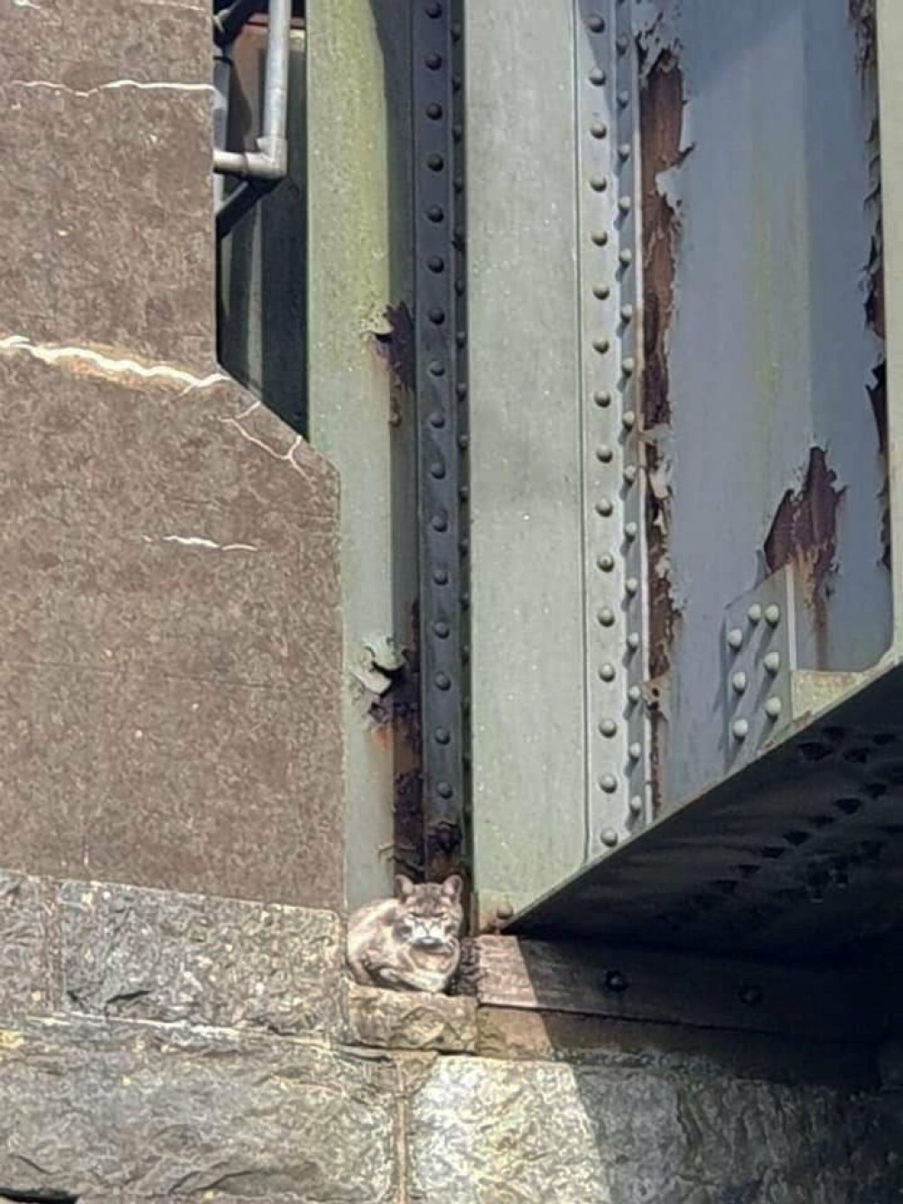 O pisică fugită de acasă a blocat 6 zile unul dintre cele mai mari poduri din Anglia - Imaginea 5