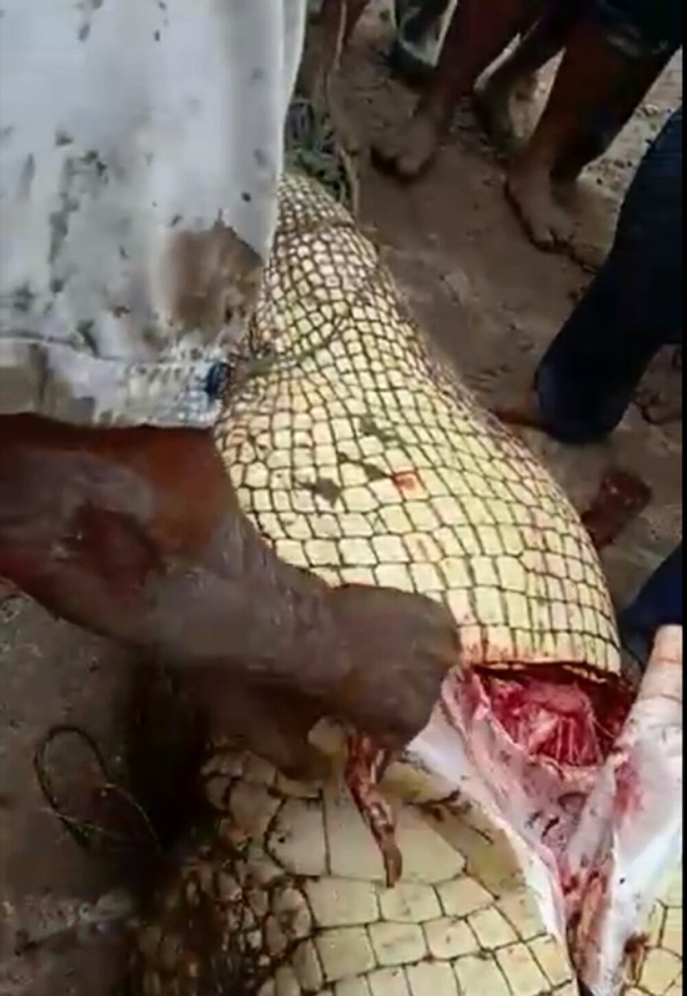 Pescar, atacat și înghițit de un crocodil. Ce au găsit autoritățile în stomacul reptilei. GALERIE FOTO - Imaginea 3