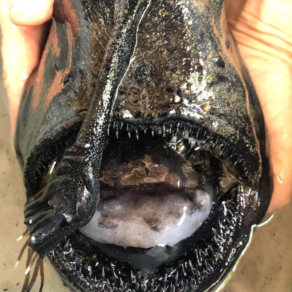 Un peşte monstru, care trăieşte în ape adânci ale oceanului, a fost găsit pe o plajă din California. GALERIE FOTO - Imaginea 3
