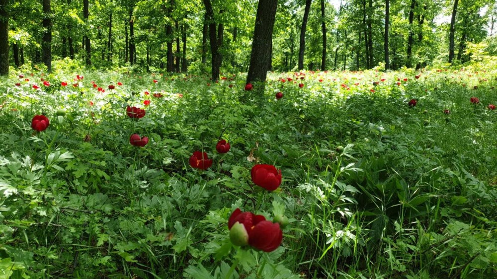 O floare extrem de rară a înflorit în România și rămâne așa doar 10 zile. Poate fi văzută doar în anumite locuri - Imaginea 2