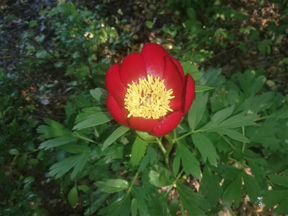 O floare extrem de rară a înflorit în România și rămâne așa doar 10 zile. Poate fi văzută doar în anumite locuri - Imaginea 3