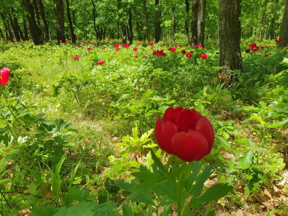 O floare extrem de rară a înflorit în România și rămâne așa doar 10 zile. Poate fi văzută doar în anumite locuri - Imaginea 9