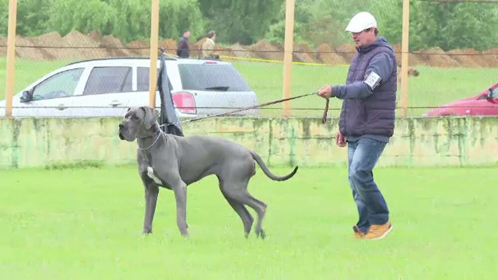 Concurs de frumusețe pentru căței, în Timișoara. River, un Pointer englez, a fost marele câștigător - Imaginea 4