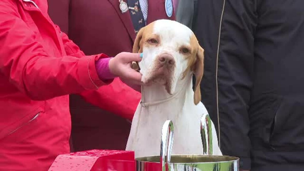 Concurs de frumusețe pentru căței, în Timișoara. River, un Pointer englez, a fost marele câștigător - Imaginea 8